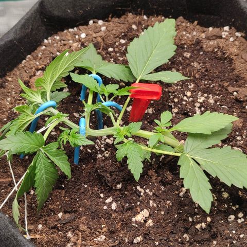 Royal Gorilla growlog timeline photo