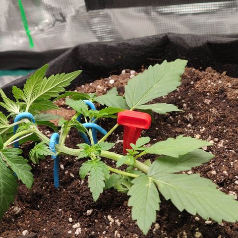 Royal Gorilla growlog timeline photo