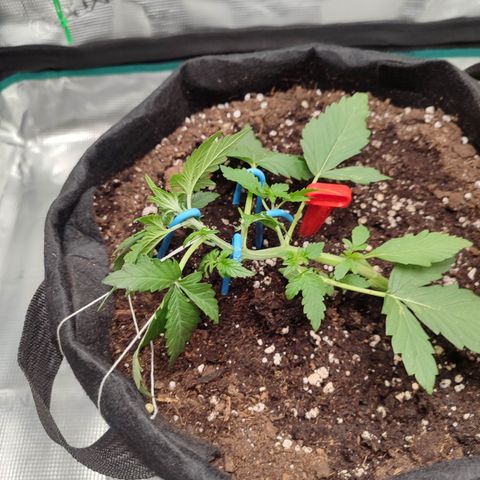 Royal Gorilla growlog timeline photo