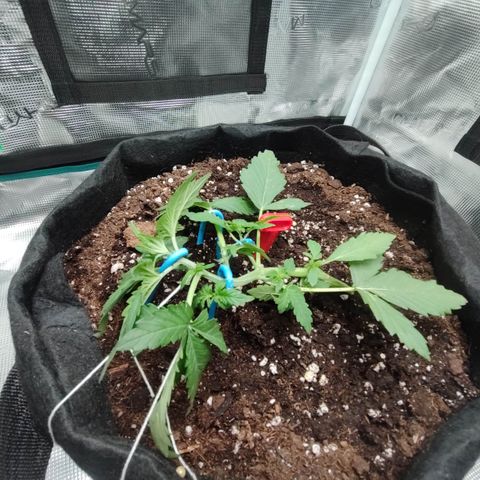 Royal Gorilla growlog timeline photo