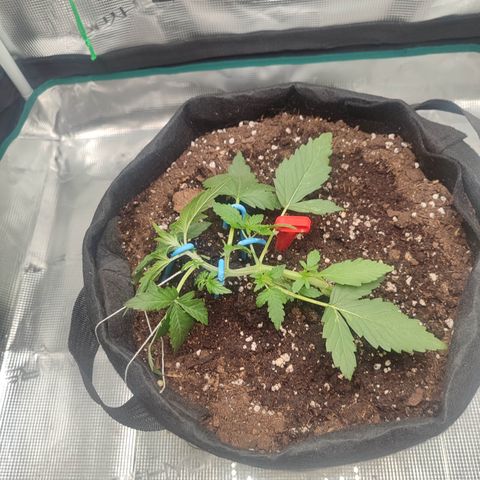 Royal Gorilla growlog timeline photo