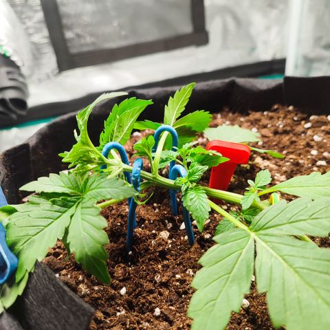 Royal Gorilla growlog timeline photo
