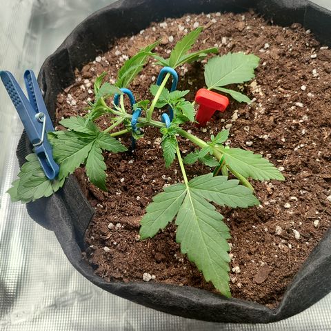 Royal Gorilla growlog timeline photo