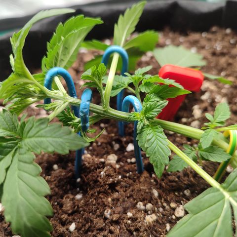Royal Gorilla growlog timeline photo