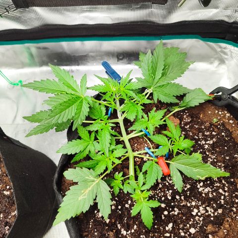 Royal Gorilla growlog timeline photo