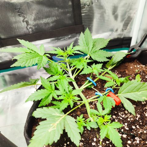 Royal Gorilla growlog timeline photo