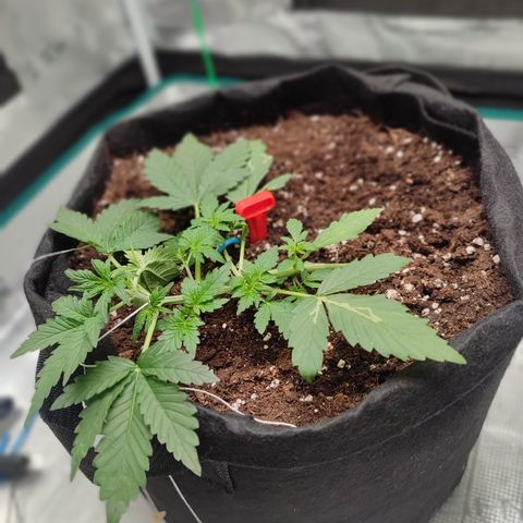 Royal Gorilla growlog timeline photo