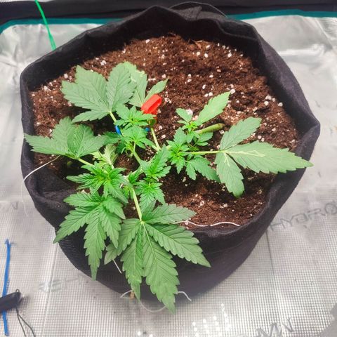 Royal Gorilla growlog timeline photo