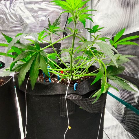 Royal Gorilla growlog timeline photo