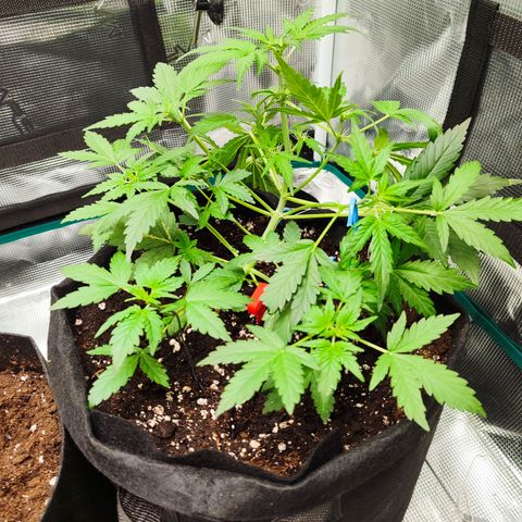 Royal Gorilla growlog timeline photo