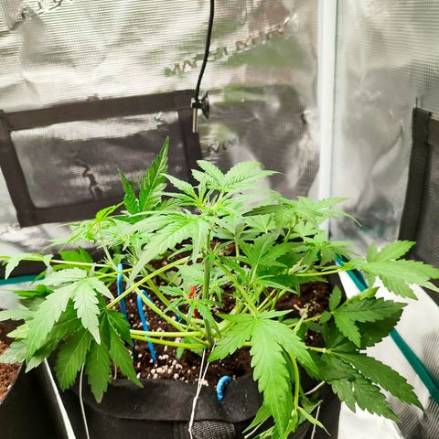 Royal Gorilla growlog timeline photo