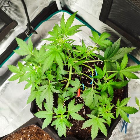 Royal Gorilla growlog timeline photo