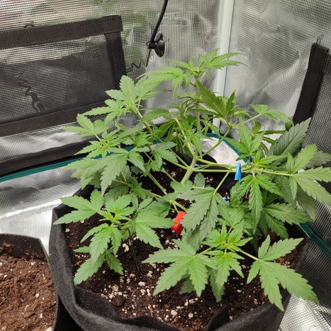 Royal Gorilla growlog timeline photo
