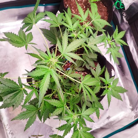 Royal Gorilla growlog timeline photo