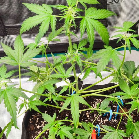 Royal Gorilla growlog timeline photo