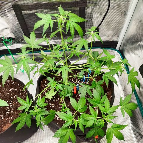 Royal Gorilla growlog timeline photo