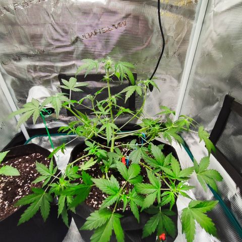 Royal Gorilla growlog timeline photo