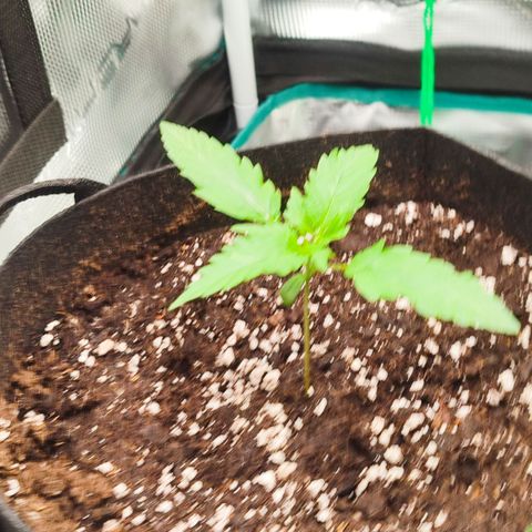 Cream Candy x Gorilla Zkittlez x Ruderalis growlog timeline photo