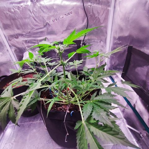 Royal Gorilla growlog timeline photo