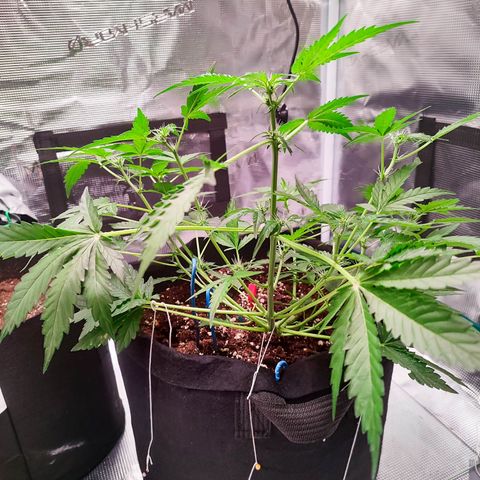 Royal Gorilla growlog timeline photo