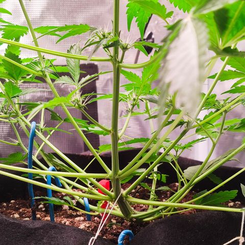 Royal Gorilla growlog timeline photo