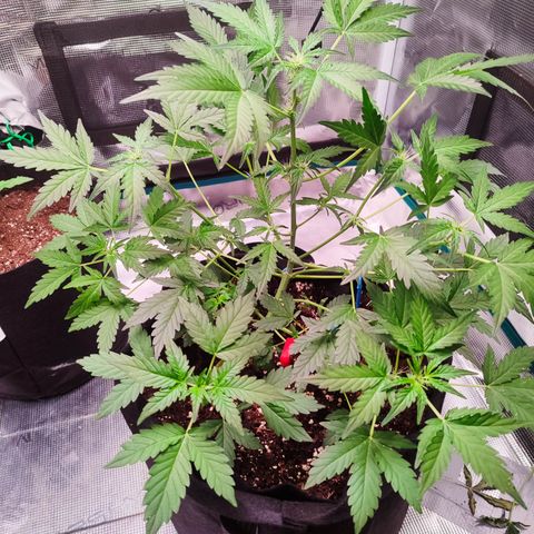 Royal Gorilla growlog timeline photo