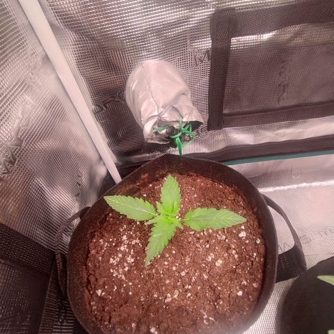 Cream Candy x Gorilla Zkittlez x Ruderalis growlog timeline photo