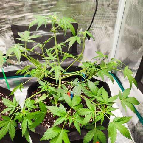 Royal Gorilla growlog timeline photo