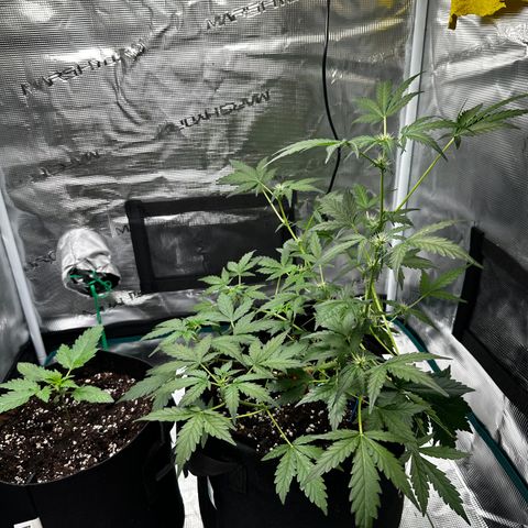 Royal Gorilla growlog timeline photo