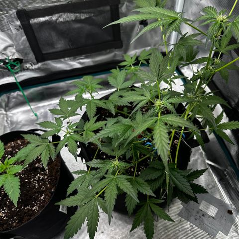 Royal Gorilla growlog timeline photo