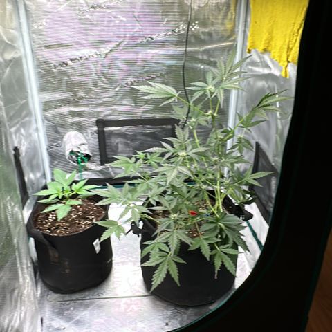 Royal Gorilla growlog timeline photo