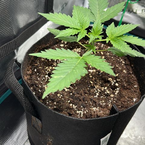 Royal Gorilla growlog timeline photo