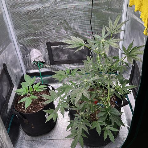 Royal Gorilla growlog timeline photo
