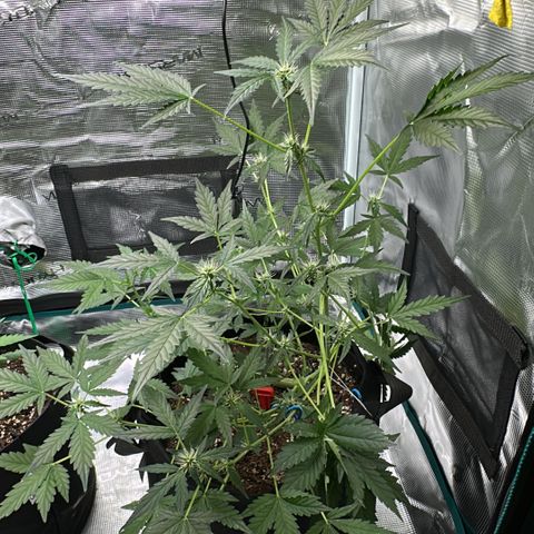 Royal Gorilla growlog timeline photo