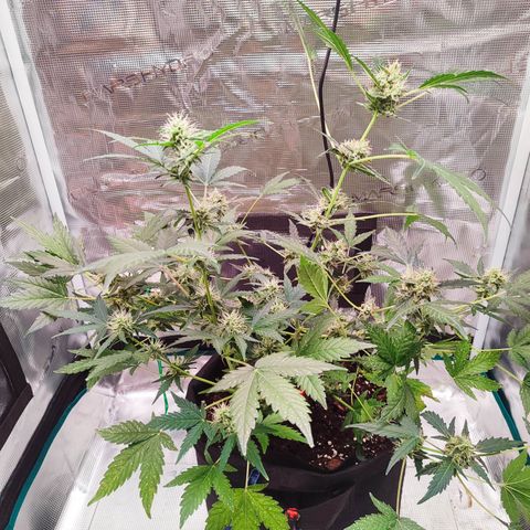 Royal Gorilla growlog timeline photo