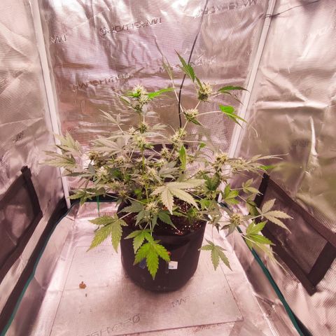 Royal Gorilla growlog timeline photo