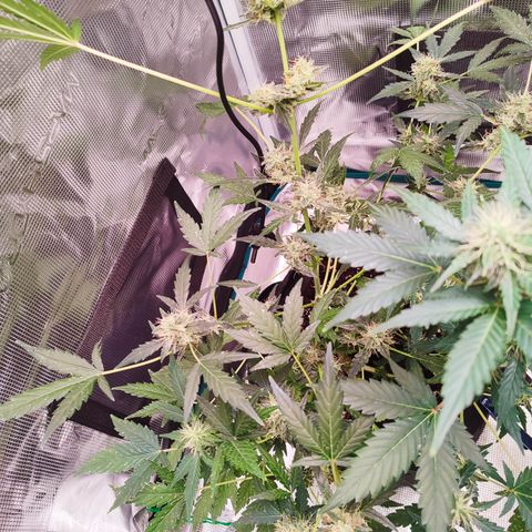 Royal Gorilla growlog timeline photo