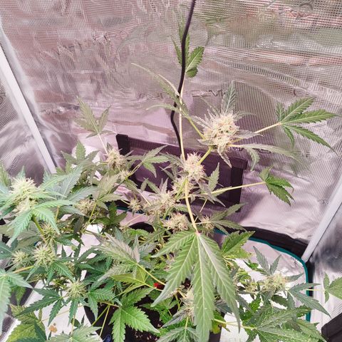 Royal Gorilla growlog timeline photo