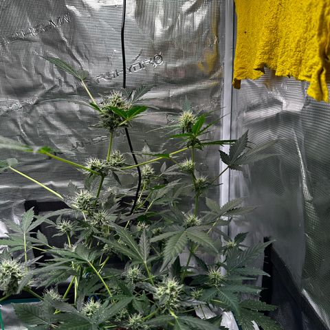 Royal Gorilla growlog timeline photo