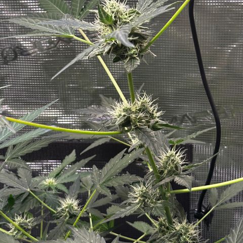 Royal Gorilla growlog timeline photo