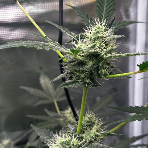 Royal Gorilla growlog timeline photo