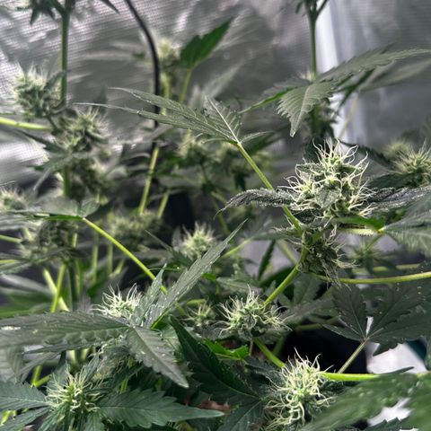 Royal Gorilla growlog timeline photo