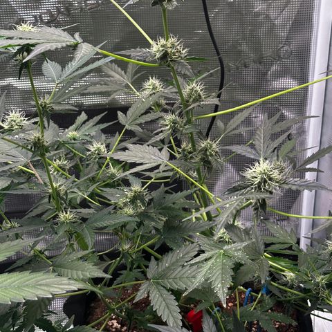 Royal Gorilla growlog timeline photo
