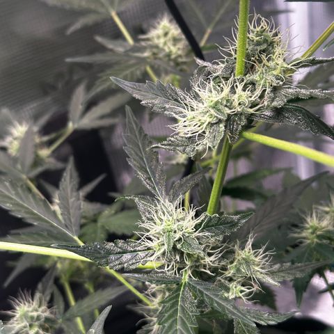Royal Gorilla growlog timeline photo