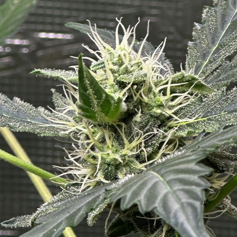 Royal Gorilla growlog timeline photo