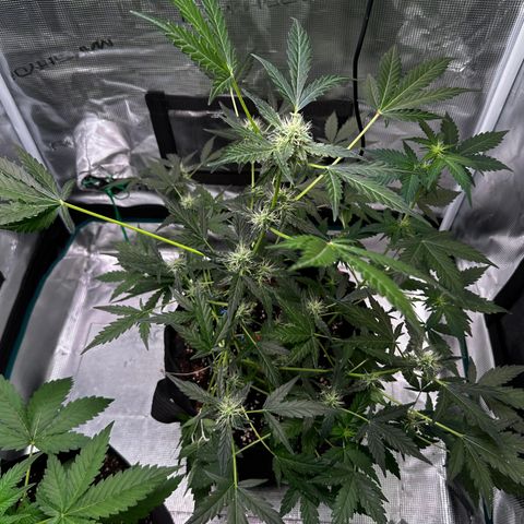 Royal Gorilla growlog timeline photo