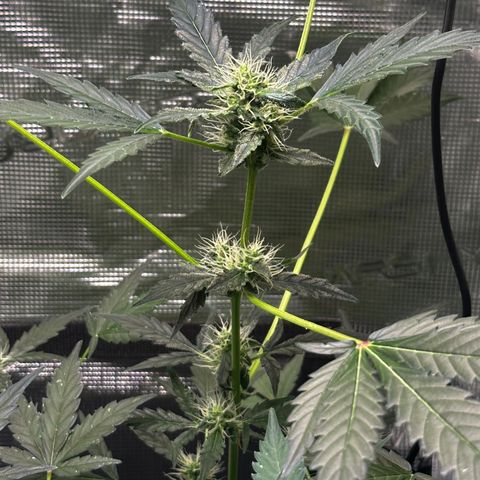 Royal Gorilla growlog timeline photo