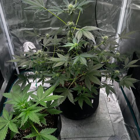 Royal Gorilla growlog timeline photo