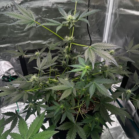 Royal Gorilla growlog timeline photo