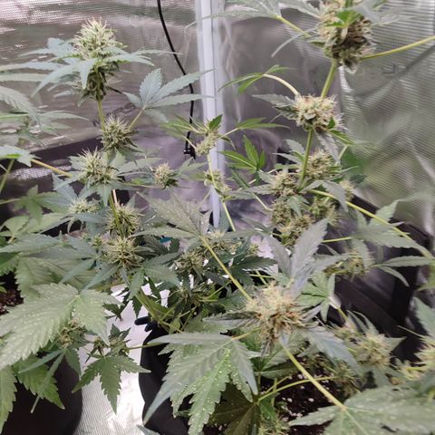 Royal Gorilla growlog timeline photo